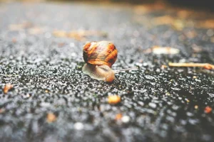 Ottimizzare Elementor: Strategie e Impostazioni per un Builder Più Leggero ⚙️⚡