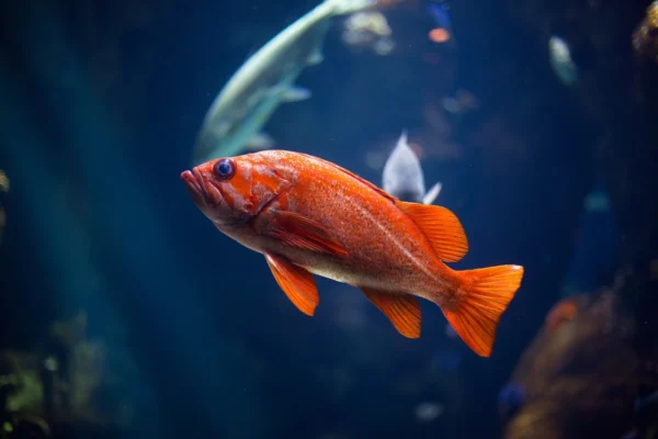 Phishing: come riconoscere email e messaggi pericolosi senza diventare paranoici 🎣📧