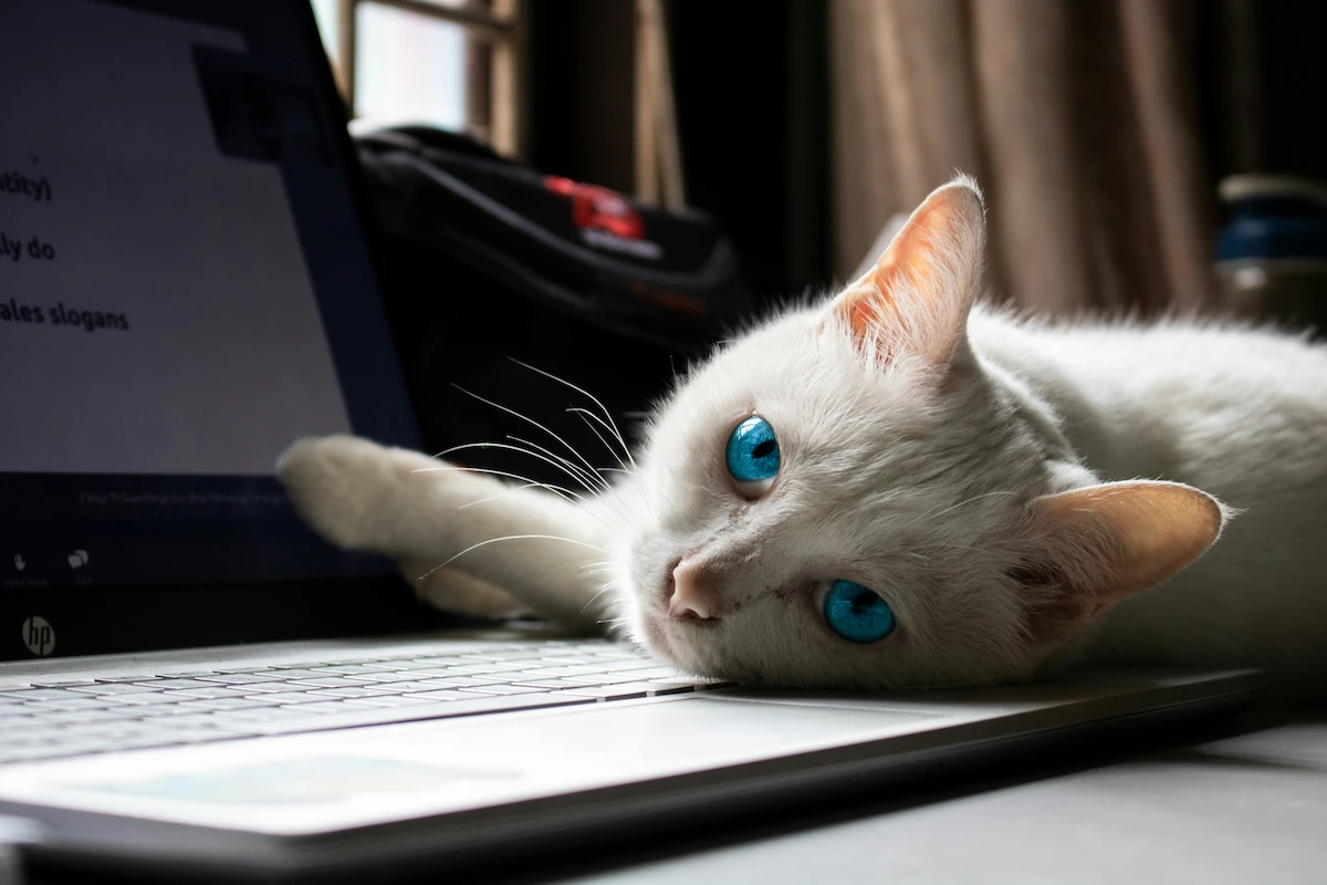 vibe coding per tutti